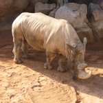 Rómulo el rinoceronte blanco